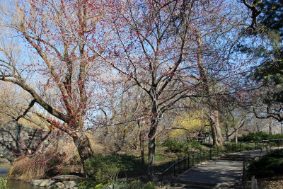 Duck Pond Path & Maple Tree Red Bud Blossoms