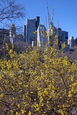 Forsythia & CPS Skyline