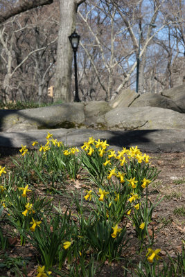 Daffodils near 65th Street Traverse Road
