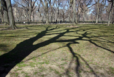 Shadows and American Elms near the Mall