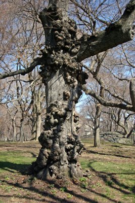 Gnarled Elm Tree