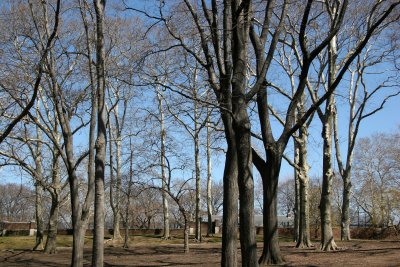 Elm and Sycamore Trees near Rumsey Play Field
