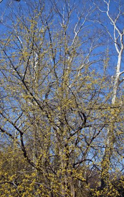 Cornus Mas Dogwood in Bloom