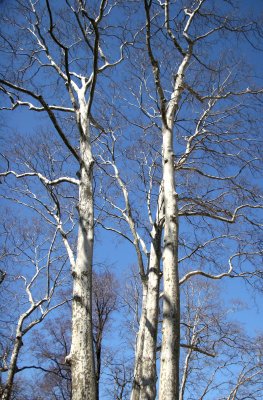 Sycamore Trees near Rumsey Play Field