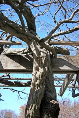 A Wisteria Trunk at the Promenade Arbor