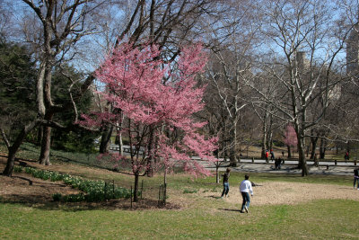 Park View - Prunus Tree Blossoms & CPE Skyline