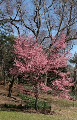 Park View - Prunus Tree Blossoms