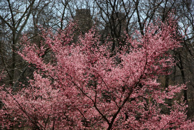 Park View - Prunus Tree Blossoms