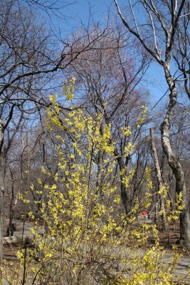 Forsythia in the Rambles