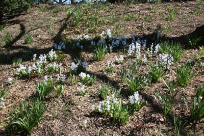 Chionodoxia & Shadows - Shakespeare Garden