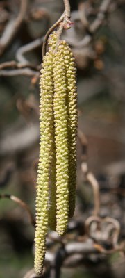 Unknown Catkins - Shakespeare Garden