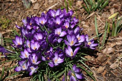 Crocuses - Shakespeare Garden