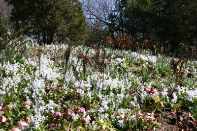 Chionodoxia & Ferns - Shakespeare Garden