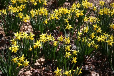 Hayden Planetarium Garden - Daffodils