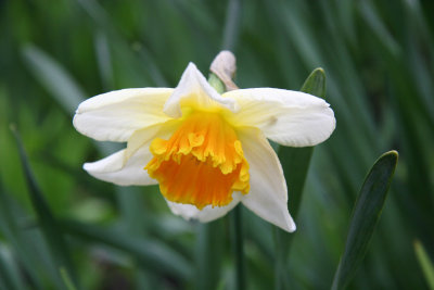 Daffodil Blossom