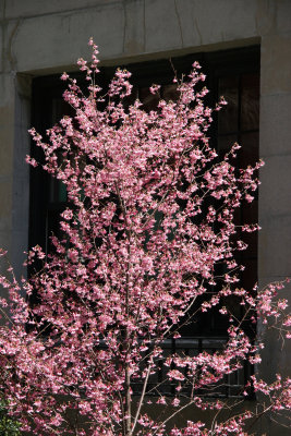Prunus Tree Blossoms