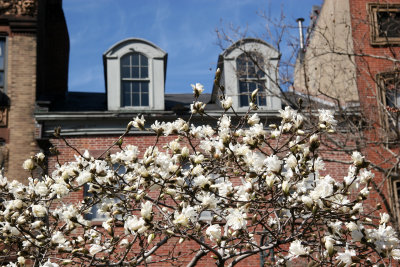 Magnolias - Triangle Garden