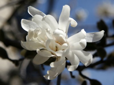 Magnolias - Triangle Garden