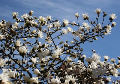 Magnolias - Triangle Garden