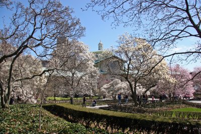 Magnolia Tree Grove