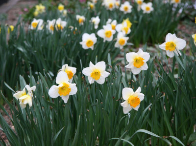 Daffodils