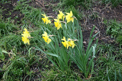 Daffodils