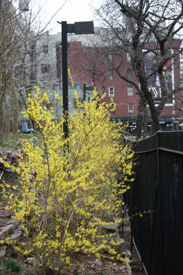 Forsythia