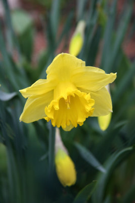 Daffodil Blossom