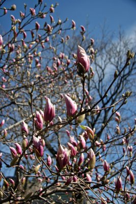 Magnolia Tulip Tree Blossoms