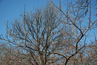 Plum Tree Blossom Buds