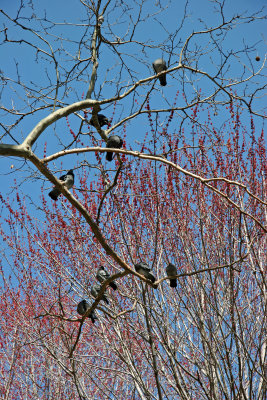 Pigeons on a Sycamore Tree Branch & Maple Tree New Foliage