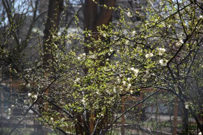 Quince Bush Blossoms