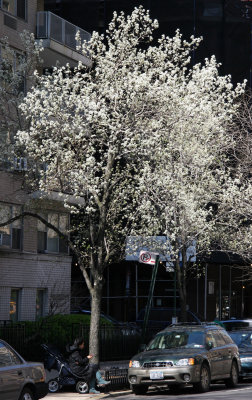 Flowering Pear Tree