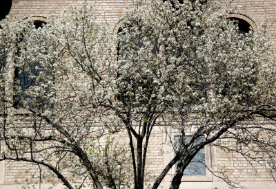 Flowering Pear Tree