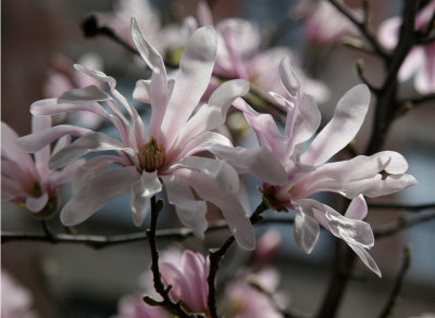 Magnolia Blossoms