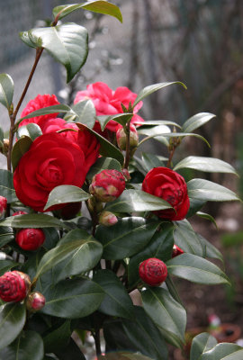 Red Camellia Bush