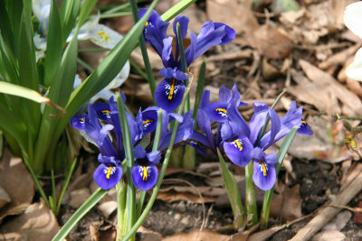 Reticula Blue Iris