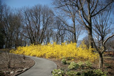 Grounds View - Forsythia