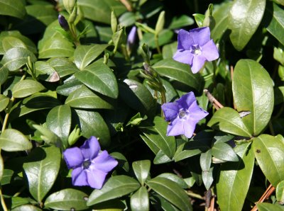 Periwinkle or Vinca