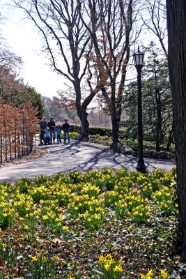 Daffodils