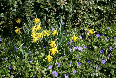  Daffodils & Periwinkles