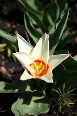 Tulip