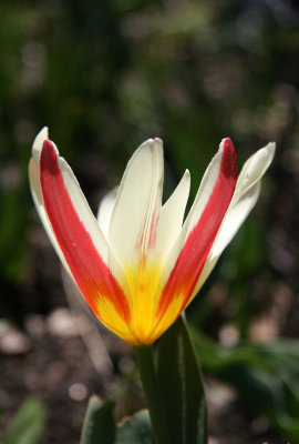 Tulip