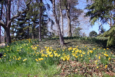 Daffodils