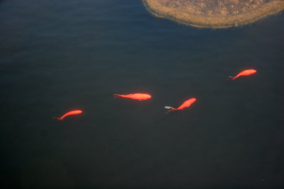 Gold Fish in the Lily Pond