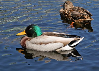 Ducks in the Lily Pond