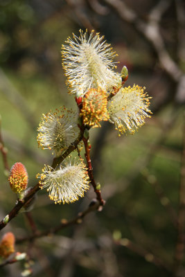 Willows & Catkins