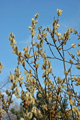 Willows & Catkins