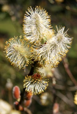 Willows & Catkins