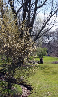 Willow & Persian Ironwood Tree